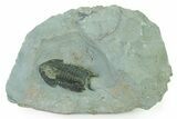 Two Bondonella Sdzuyi Trilobites - Issafen, Morocco #323400-3